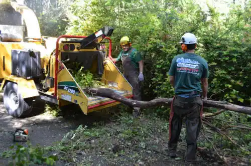 tree services Bloomington